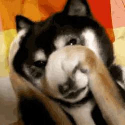 Video gif. A shy dog covers its eyes with both paws, as if frustrated.