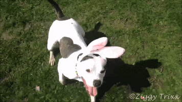 Easter International Dog Day GIF by Storyful