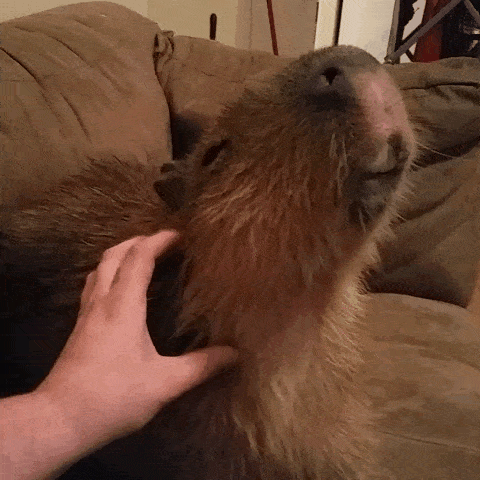 capybara