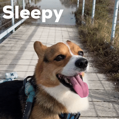Sleepy Dog GIF