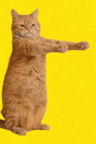 Disappointed Cat GIF