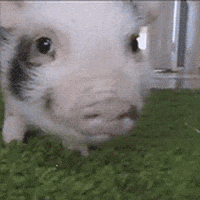 piglets baby pigs GIF