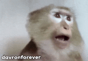 Monkey Meme GIF