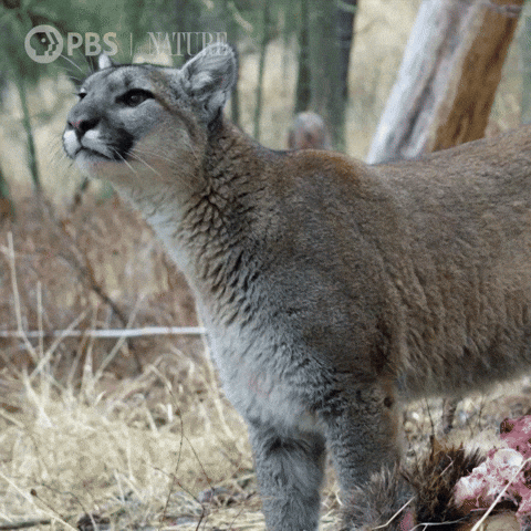 Explore Mountain Lion GIF by Nature on PBS