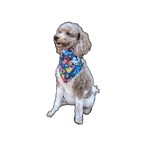 Poodle Sticker by Geekster Pets
