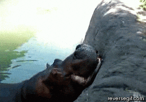 hungry hippo GIF
