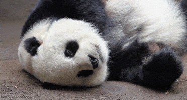 licking panda bear GIF by Head Like an Orange