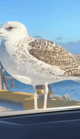Winston GIF