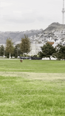 Meme GIF
