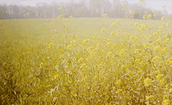Flowers Field GIF