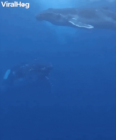 Whales GIF by ViralHog