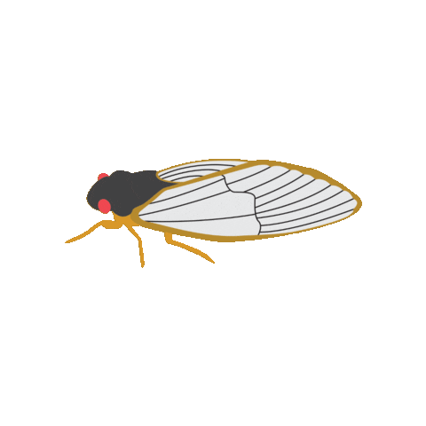 Cicada Sticker