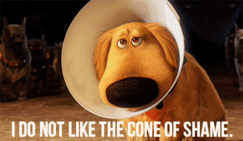 Cone Of Shame GIFs - Get the best GIF on GIPHY