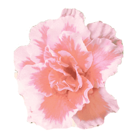 Marlo Kids GIFs on GIPHY - Be Animated