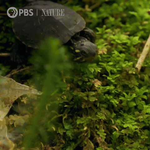 Fall Turtle GIF by Nature on PBS