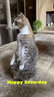 Hello Kitty Cat GIF by Joyce Layman