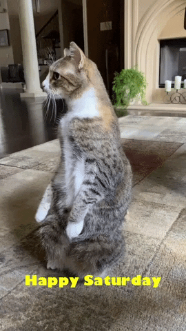 Video gif. Calico cat sits up on its tucked in hind legs, front paws dangling straight down in front and looking off with a fixed expression, rocking back and forth slightly like its a bit unsteady up there. Text, "Happy Saturday."