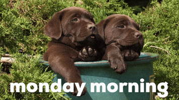 Monday Morning Dog GIF by GIPHY Studios Originals