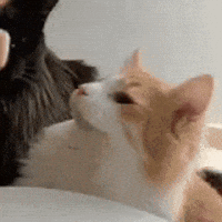 Cat GIF