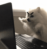 Angry Dog Gifofdogs GIF by Rover.com