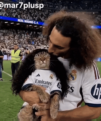 3-0 Cat Meme GIF
