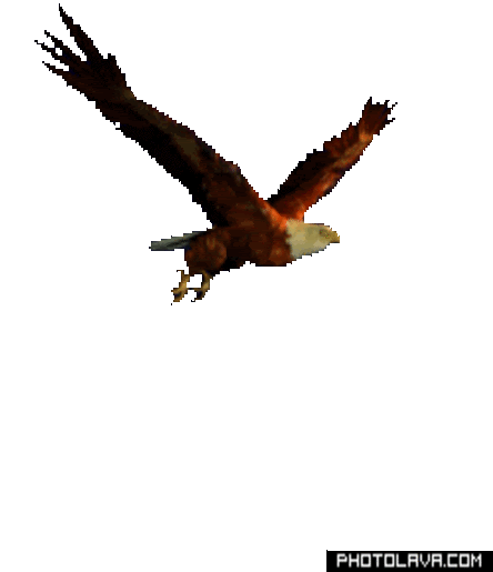gif wallpaper eagle