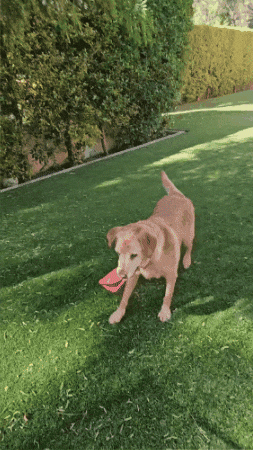 Lola GIF