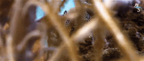 liquidART sealife guadeloupe liquidart GIF