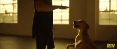 Music Video Dog GIF