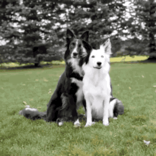 Dog GIF