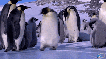 discovery channel lol GIF