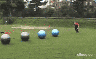 Video gif. A bunch of exercise balls has been lined up in a row and a man stands at the end of them. He gets a running start and leaps onto the balls, stomach first, rolling through all of them and landing on the other side. It looks fun and dangerous.