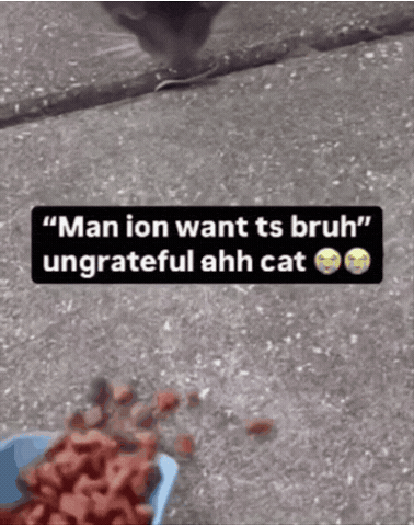 Im Good Cat Food GIF
