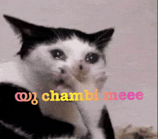 Chambi GIF