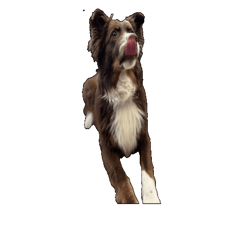 Dogs Puppy Sticker by Lanzerathbau
