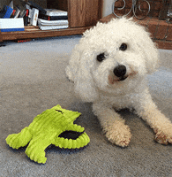 roll over bichon frise GIF