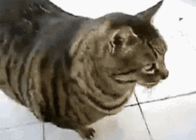 funny, cat, lol, cats, haha, lazy, relatable, funny gif, funny gifs, big  cat, cat gif, fat cat, lol gif, cat gifs, cats gif, instalaugh, lol gifs,  absolute unit, cats of tumblr, haha
