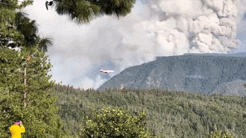 Forest Fire GIF by Storyful