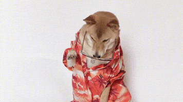 Video gif. A dog in a Hawaiian shirt and sunglasses bats a paw and then looks up toward us.