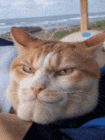 Cat Look GIF