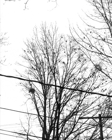 desireedynamite winter creepy birds trees GIF