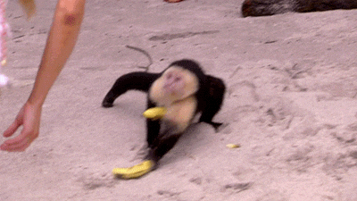 Monkey GIF - Find & Share on GIPHY