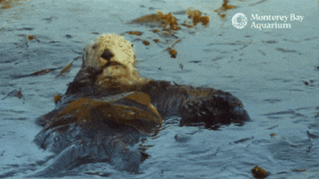 Sleepy Sea Otter GIF by Monterey Bay Aquarium