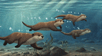 Otters