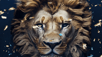 Lion Anniversary GIF by Crypto.com