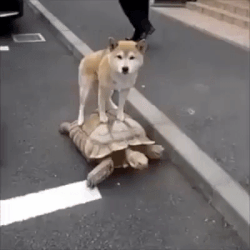 dogs
