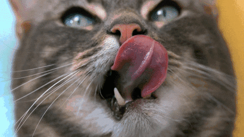 GIF de algumas cenas de um gato com a língua pra fora. O gato é cinza e branco com olhos azuis. Em todos os gifs aparece ele abrindo a boca com a língua cobrindo o nariz. 