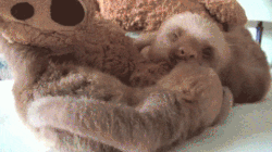 baby sloth