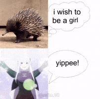 Echidna GIF