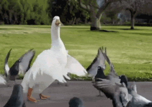 Bird Dancing GIF - Find & Share on GIPHY